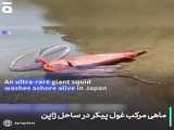ماهی غول پیکر ردکپ