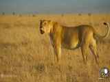 مستند حیات وحش ، حیوانات ، نیش سمی آناکوندا شیر شاه را کشت