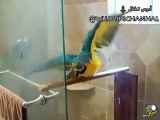کلیپ دیدنی از دوش گرفتن طوطی
