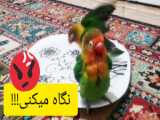 خروس هام