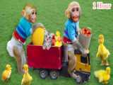 بچه میمون بازیگوش  بچه میمون کوچولو  برنامه کودک حیوانات خانگی