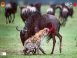 Hyena Run At Top Speed After A Leopard Cub