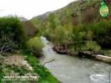 قزل آلای خال قرمز در رودخانه های البرز مرکزی در حال تخمریزی