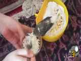 جوجه بامزه و خانگی