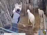 علت حمله گوسفندبه انسان چیست