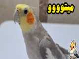 کمک کردن به گربه با پای شکسته
