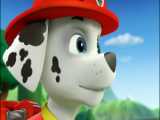 PAW Patrol | ¡Lo mejores rescates de las cachorras con Skye  Everest y Katie!