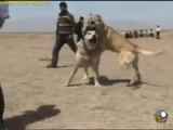 فیلم جنگ سگ سرابی با سگ پژدر عراقی ۲۰۲۳