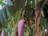 ویدیوجالب ازگل درخت موز