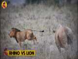 HeartPounding Showdown: Terrifying Cheetah Launches Ruthless Ambush on Wildebe