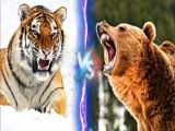 حیات وحش | نبرد و جنگ خونین ببر و خرس | حیات وحش و حیوانات