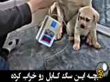 دفاع سگ از بچه اش