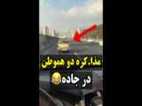 حیوانات خنده‌دارسگبا
