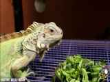 زیباترین های ایگوانای Iguana جهان