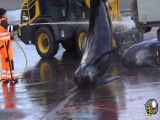 نمایی نزدیک از صید، برش و پردازش نهنگ های غول پیکر توسط صیادان ژاپنی