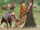 3 Cheetahs Vs Wildebeest : Deathmatch !!