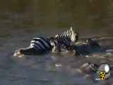 تمساح های نیل خطرناک ترین هیولاهای رودخانه ای در آفریقا به حساب می آیند