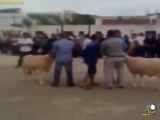 میکس کشتی کج با گوسفندان