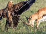 Impalas Life Was Cut Short by Baboons Before it Ever Started