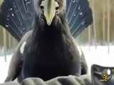 نترس ترین پرنده دنیا، ستبر خروس ارواسیایی!