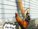 این آقا پسر رفته عید دیدنی