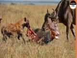 حیات وحش جدید - مامان گورکن عسلخوار بچه اش را به شیرها می سپارد