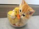 وقتی جوجه اردک ها با بچه گربه دوست صمیمی میشن