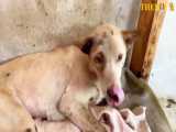 لحظه نجات دادن سگ گیر افتاده در درب آهنین