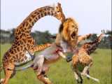 نبرید جدید حیوانات - حیات وحش - حمله جسورانه بوفالو به شیر ها