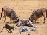 Hyenas Shred a Wildebeest Apart While it is Still Alive