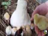 آموزش غذا دادن به جوجه ها توسط مرغ مادر...