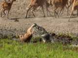 Wild Dogs Shredded a Warthog while it was still alive