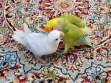 اولین ری اکشن گربه به حمام رفتن