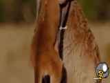 لحظه ای جالب از حیات وحش