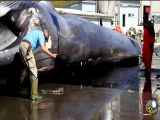 (ویدئو) صید و پردازش یک نهنگ غول پیکر ۳۶ تنی توسط ماهی گیران نروژی