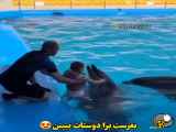 ترفندهای جالب بازی با دلفین