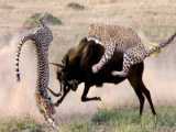 Terrifying!! Hyena Rips a Wildebeests Guts