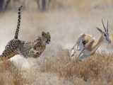 Ostrich Against 3 Cheetahs  A Fight To The Death !!