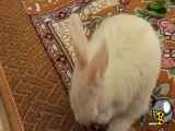 خرگوش بازیگوش من چقدر تمیزن