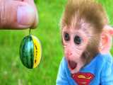 Monkey Baby Bon Bon go fishing and plays with Ducklings and puppy in the swimm