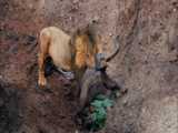 Lion vs Buffalo: Fight for Life or Death in the African Wilderness