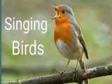 صدای جنگل :: آواز پرندگان :: حیوانات وحش