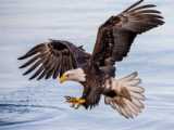 شکار فوق العاده دیدنی عقاب از دریا