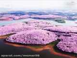 شکوفه های بهاری گیلاس . . .