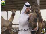 کلیپی از کارخانه فرآوری شیر گوشت شتر در امارات