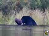 حمله یک خرس به گوزن درون آب