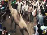 بازنشر ویدیوی «رم کردن شتر وسط جمعیت»