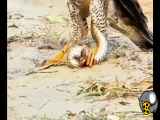 کلیپ جالب و خیره کننده از شکار شدن عقاب شکارچی توسط مار