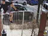 حمله سگ پیت بول به یک عابر پیاده
