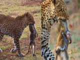 حیات وحش شکار دیدنی گورخر توسط ۲ شیر و کوروکودیل - حمله شیرها به گورخرها